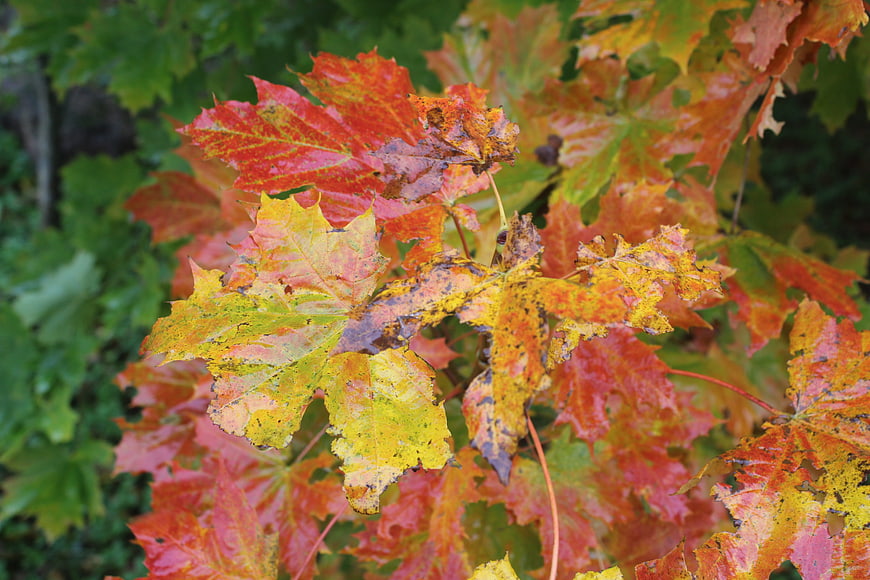 Close-up of colorful autumn maple leaves with decay