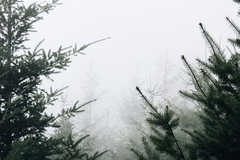 Misty Pine Forest with Foggy Background