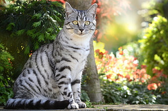 Silver Tabby Cat Portrait In Garden