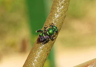 Macro shot of iridescent green bee on textured plant stem
