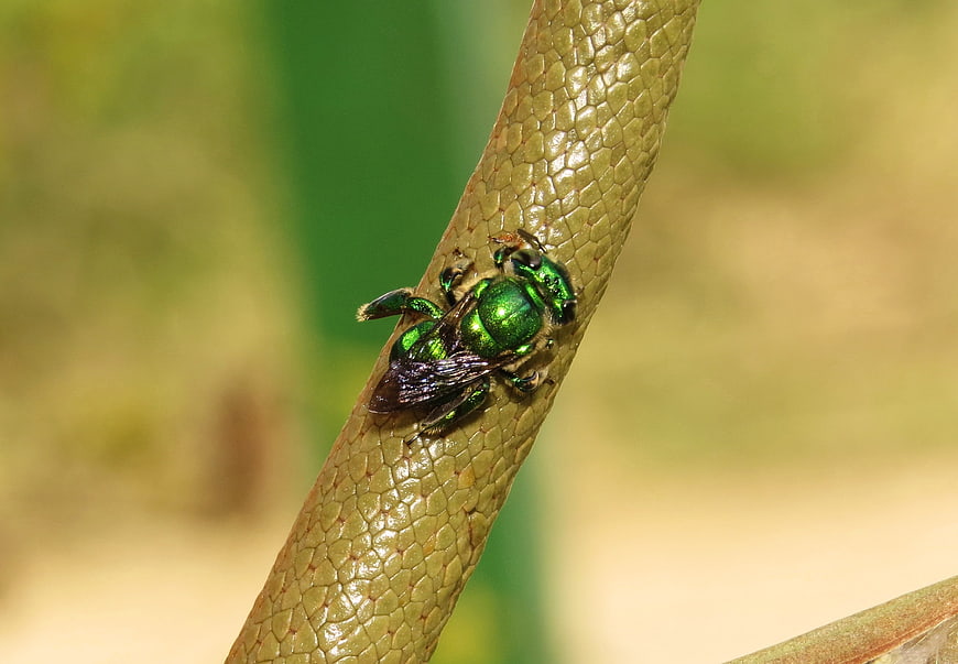 Macro shot of iridescent green bee on textured plant stem