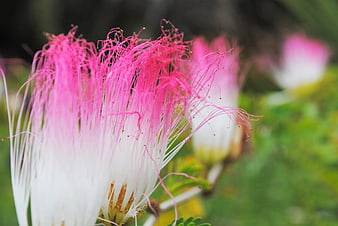 Close-up of Pink and White Silk Tree Flower