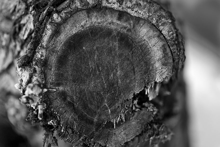Close-up of weathered tree stump cross-section in black and white