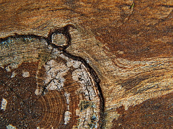 Close-up of aged timber wood texture with knot and grain