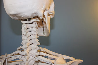 Close-up of anatomical skeleton model showing cervical spine and skull