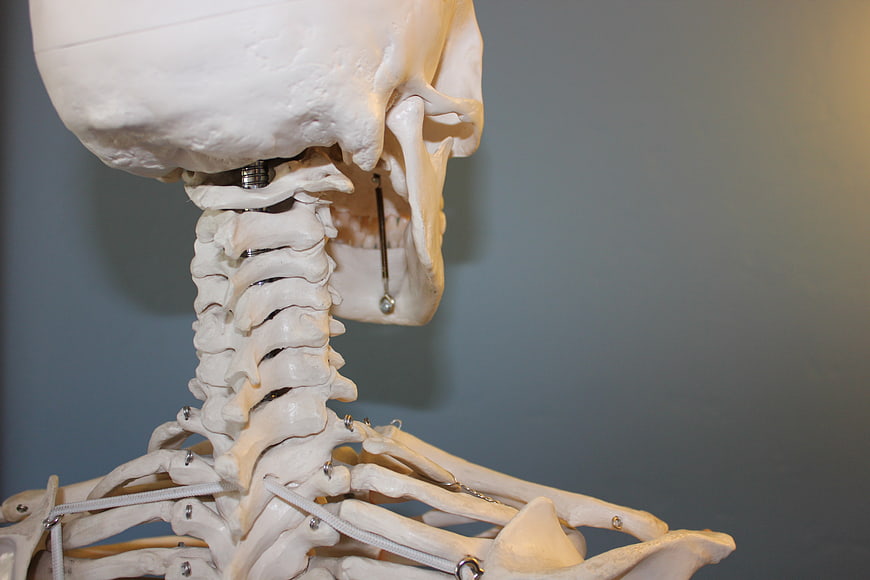 Close-up of anatomical skeleton model showing cervical spine and skull