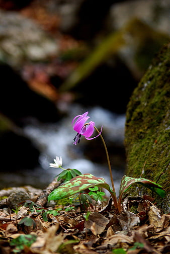 Pink Wildflower Blooming Near Forest Stream