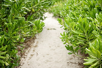 Sandy path through lush green coastal plants