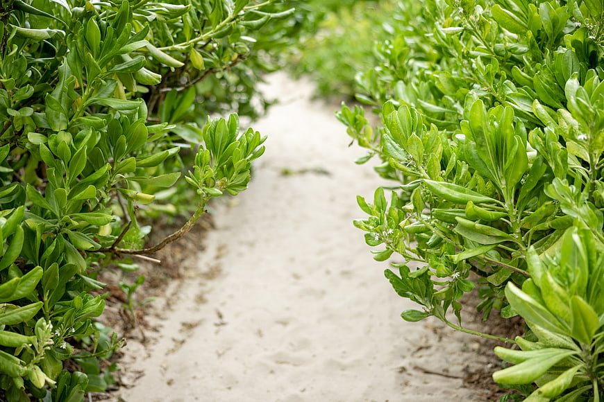 Sandy path through lush green coastal plants