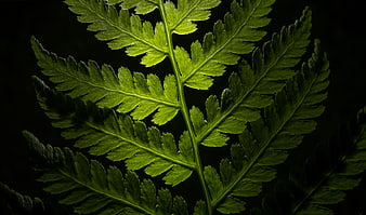 Close-up of illuminated green fern leaf against black background