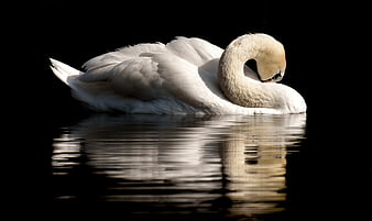 White swan preening feathers on dark water with reflection