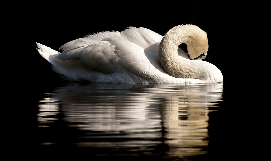 White swan preening feathers on dark water with reflection