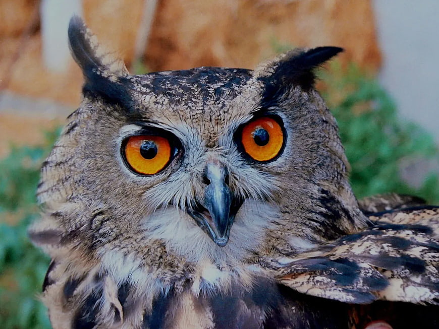 Close-up portrait of an eagle owl with intense orange eyes