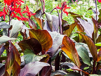 Vibrant Red Canna Lilies and Purple Leaves in Garden