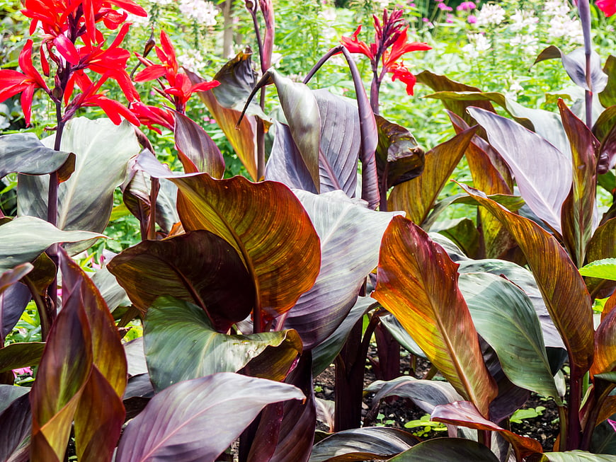 Vibrant Red Canna Lilies and Purple Leaves in Garden