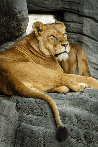 Majestic Lioness Resting on Rocky Outcrop