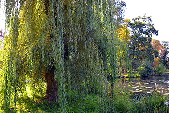 Weeping willow tree by a calm lake with lily pads in a park