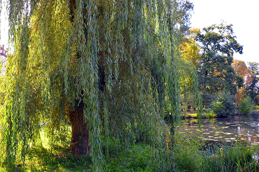 Weeping willow tree by a calm lake with lily pads in a park