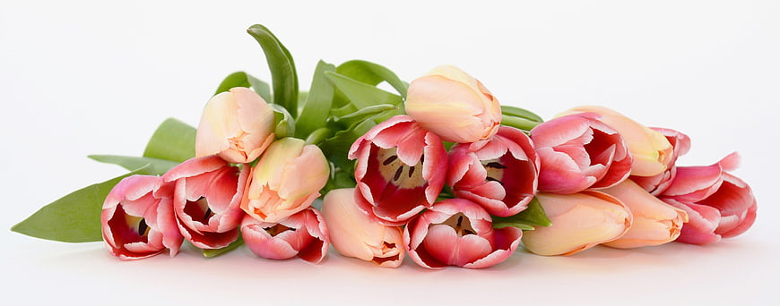 Pink and Peach Tulips on White Background