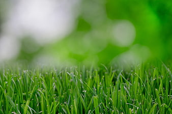 Close-up of Fresh Green Grass with Blurred Background