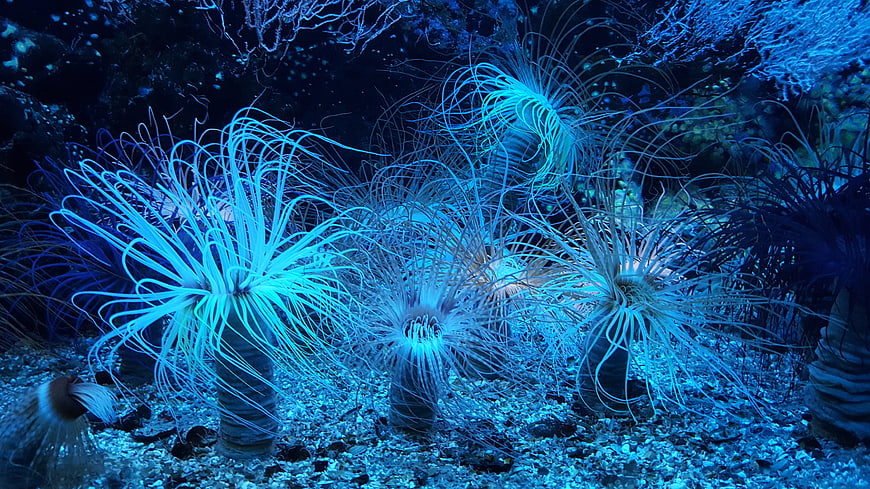 Blue Sea Anemones on Sandy Ocean Floor