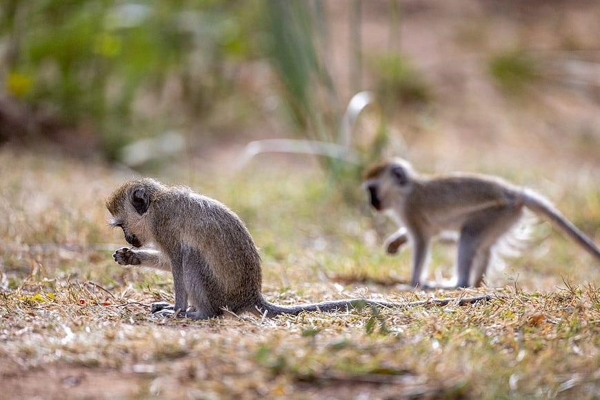 Vervet monkeys foraging in dry African savanna grass
