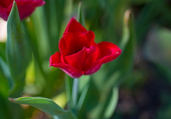 Vibrant Red Tulip Close-Up with Green Blurred Background