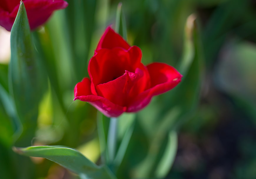 Vibrant Red Tulip Close-Up with Green Blurred Background