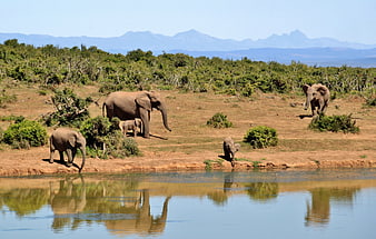 African Elephant Herd Drinking at Waterhole with Mountain View