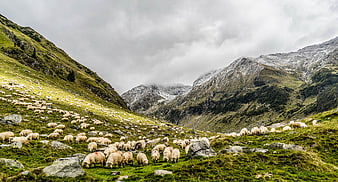 Flock of sheep grazing in green mountain valley