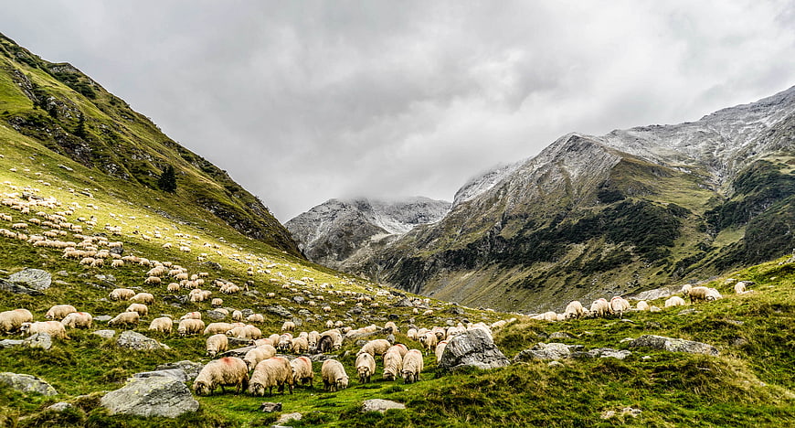 Flock of sheep grazing in green mountain valley