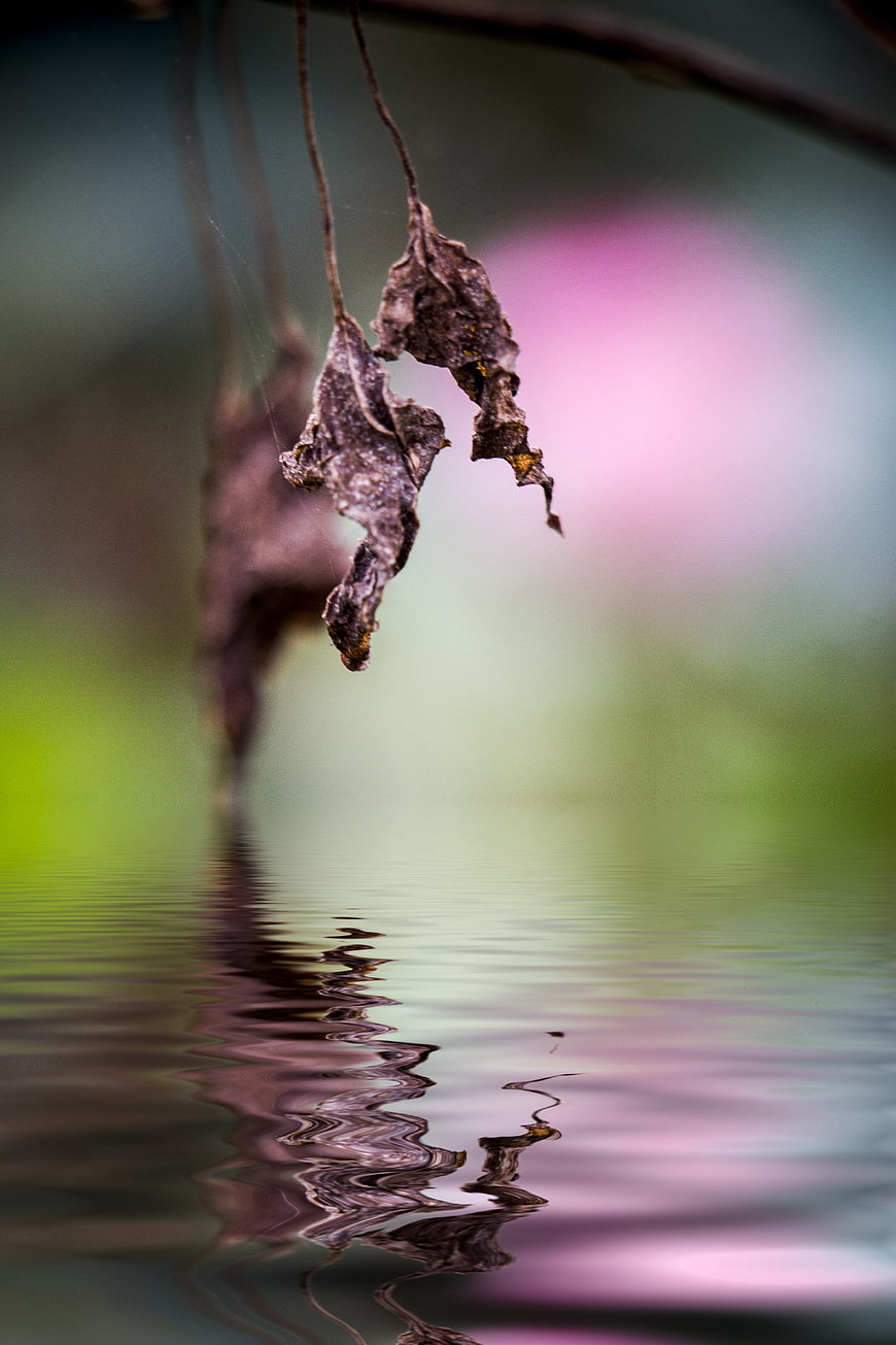 Dried leaves hanging over water with colorful bokeh reflection