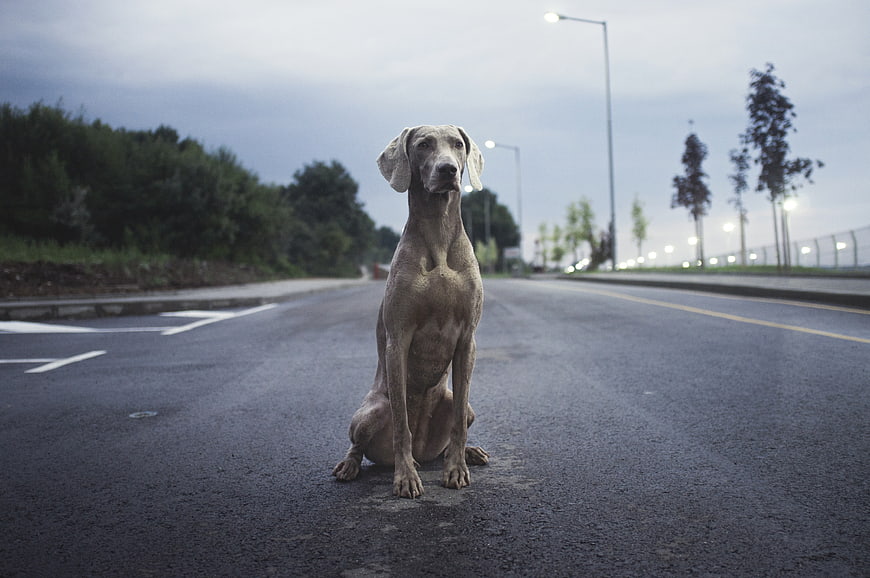 Weimaraner dog sitting on empty asphalt road at dusk