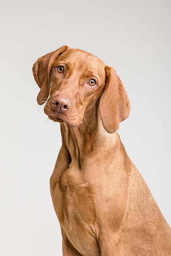 Studio Portrait of a Brown Vizsla Dog on White Background