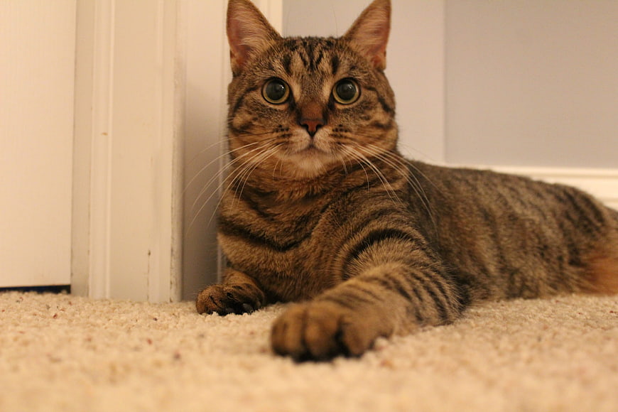 Cute Tabby Cat Lying on Carpet Looking at Camera