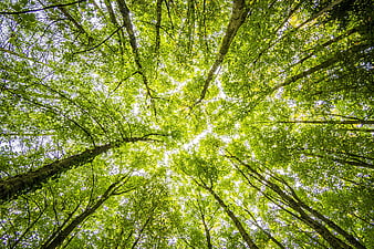Looking Up At Tall Green Trees In A Forest