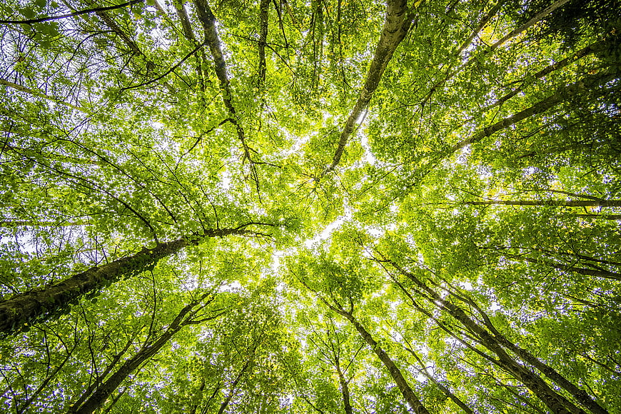 Looking Up At Tall Green Trees In A Forest
