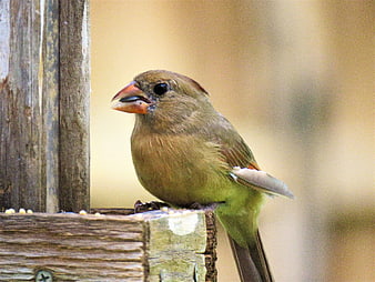 Female Northern Cardinal Eating Seeds on Wooden Feeder