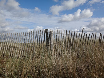 Weathered wooden fence in coastal dune grass under blue sky