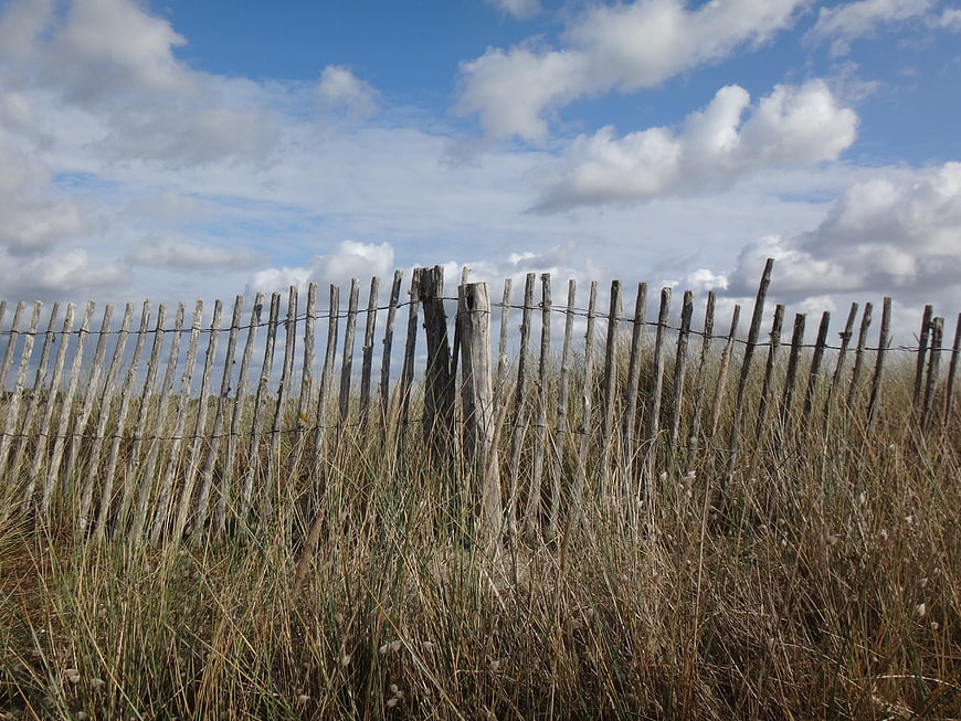Weathered wooden fence in coastal dune grass under blue sky