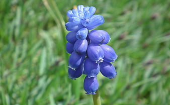 Close-up of a vibrant blue grape hyacinth flower in a garden
