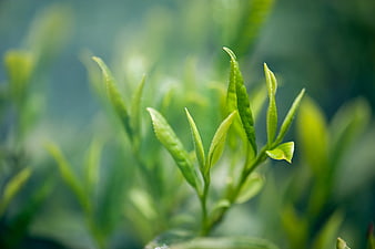 Close-up of fresh green tea leaves with blurred background