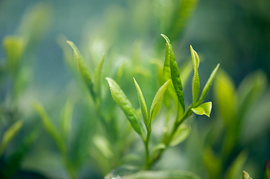 Close-up of fresh green tea leaves with blurred background