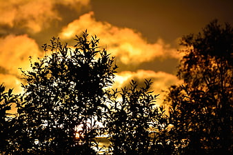 Silhouette of Trees Against Golden Sunset Sky