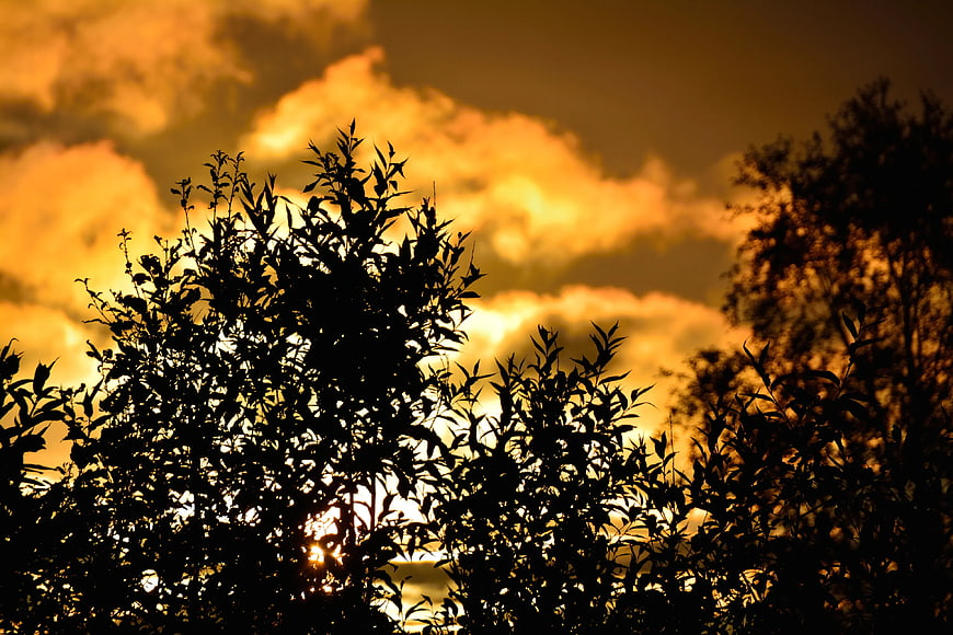 Silhouette of Trees Against Golden Sunset Sky