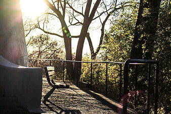 Sunlit Park Bench with Trees and Metal Railing