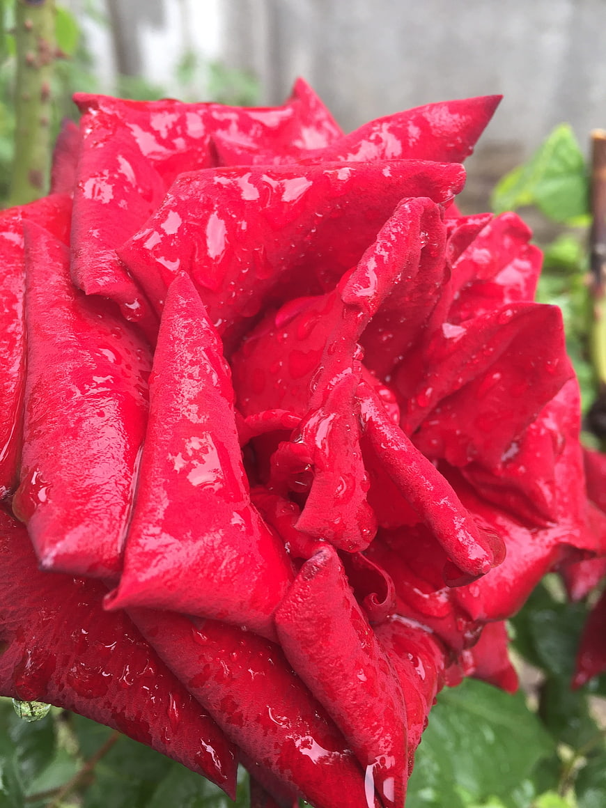 Close-up of vibrant red rose with raindrops