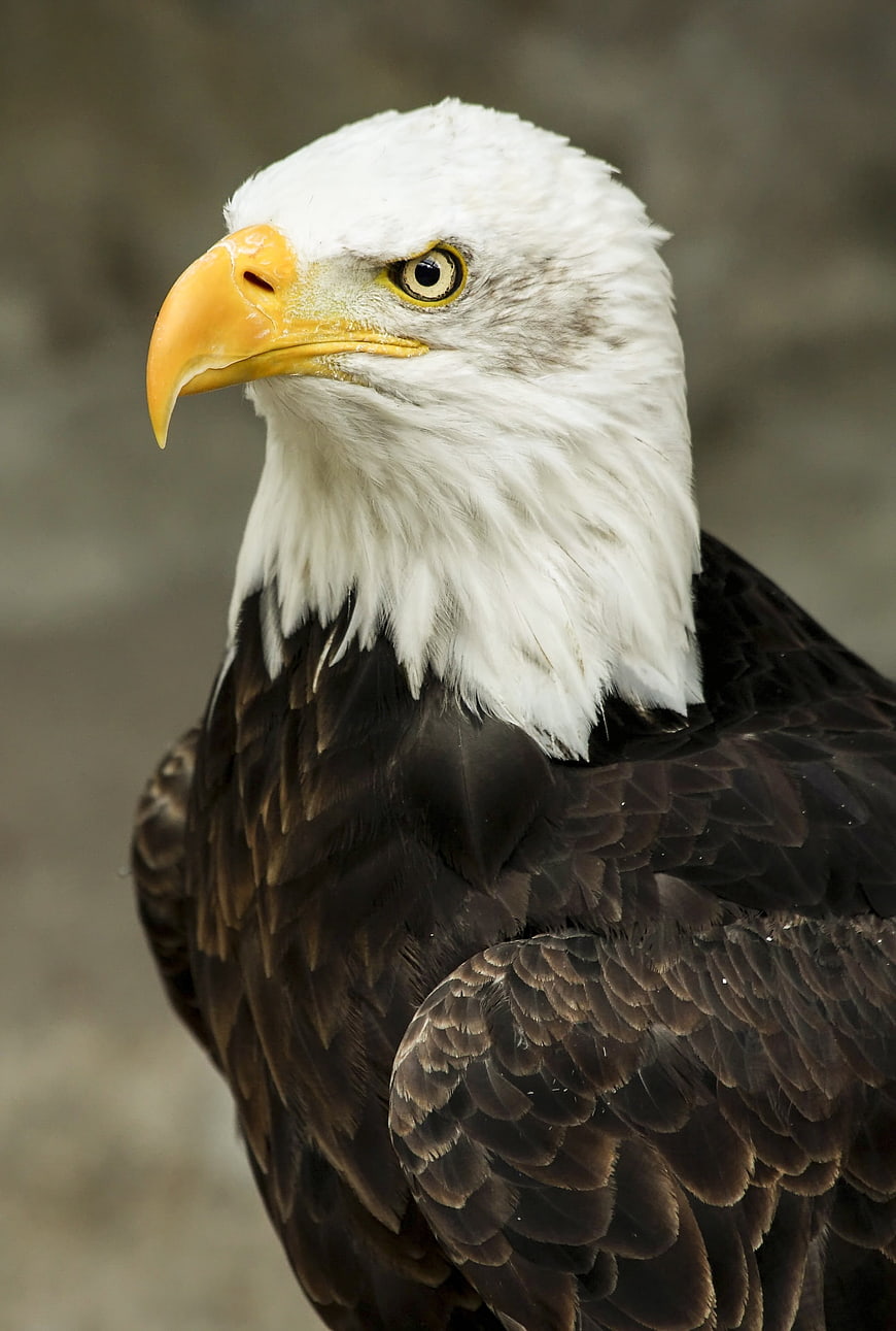 Close-up portrait of a bald eagle head