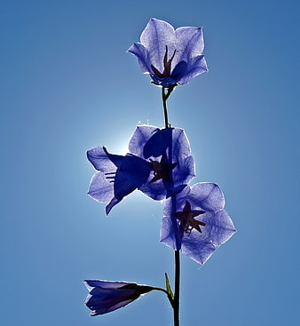 Backlit Purple Bellflowers Against Blue Sky