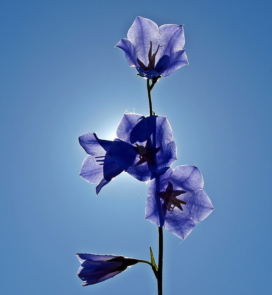 Backlit Purple Bellflowers Against Blue Sky